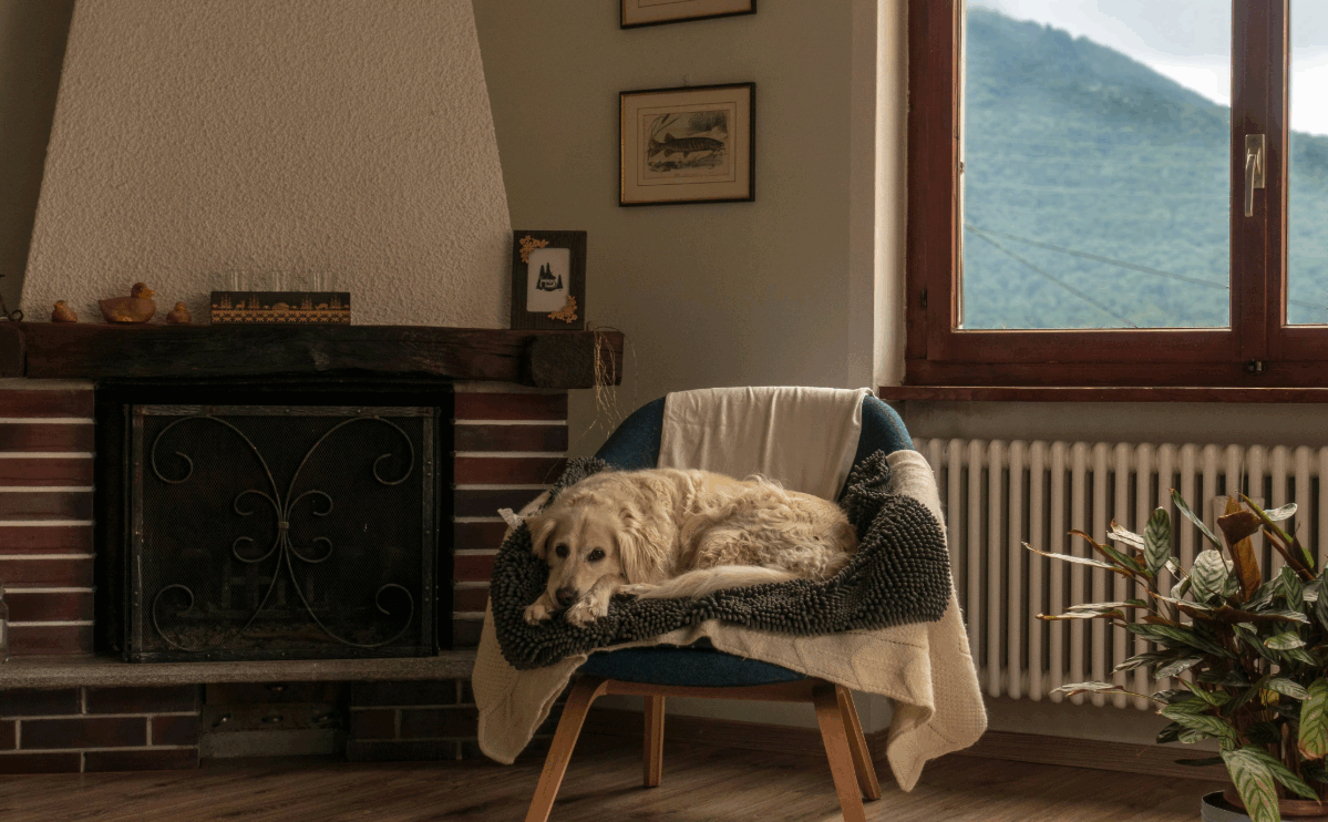 Warm, dry rental living room with a dog resting on a chair beside a window and radiator.