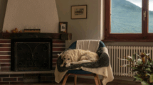Warm, dry rental living room with a dog resting on a chair beside a window and radiator.
